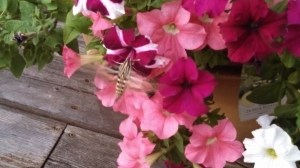 IMG_20130912_190854_912