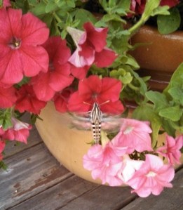 IMG_20130912_191222_602