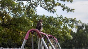 IMG_20130917_161151_952